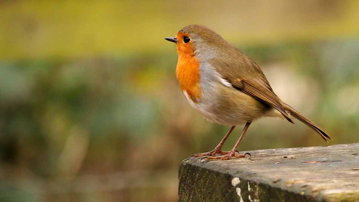 Vögel in den Garten locken
