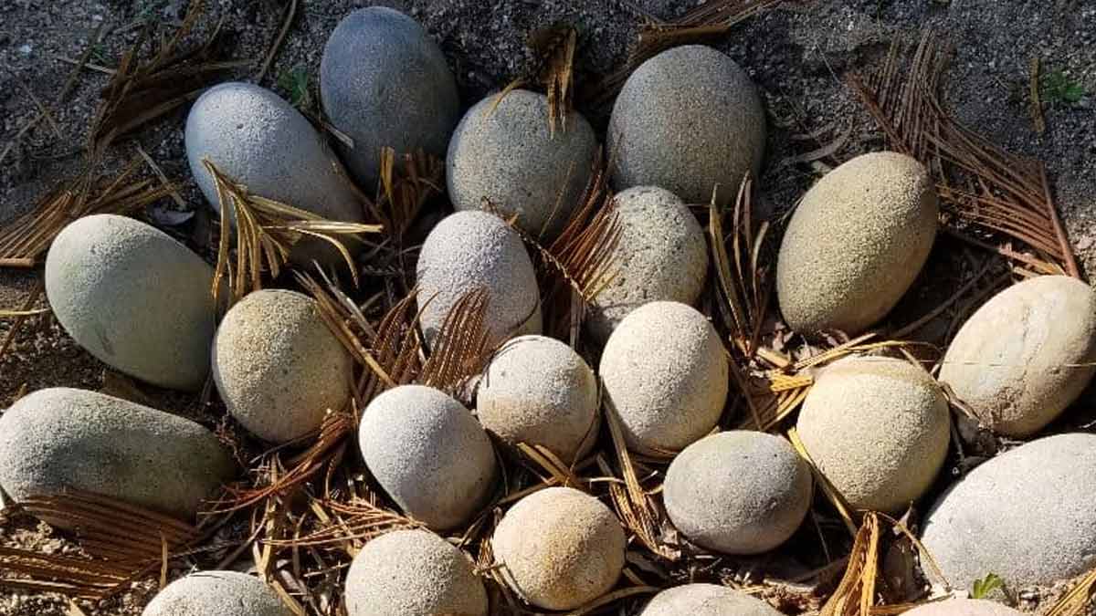 Dinosauriereier in Spanien entdeckt